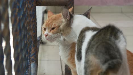 Zwei-Katzen-Kämpfen-Gegeneinander