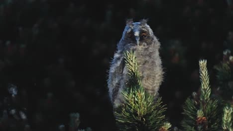 Young-Long-Eared-Owl-Perched-On-Branch-At-Night-Starring