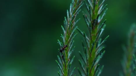 Macro-shot-of-wild-black-ant-climbing-in-green-fir-branch-of-tree-in-forest