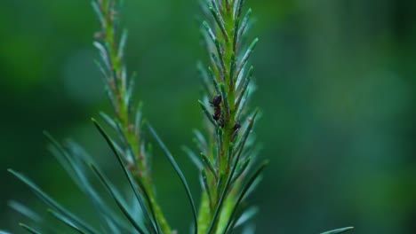 macro-shot-of-wild-ant-climbing-in-green-fir-branch-in-forest