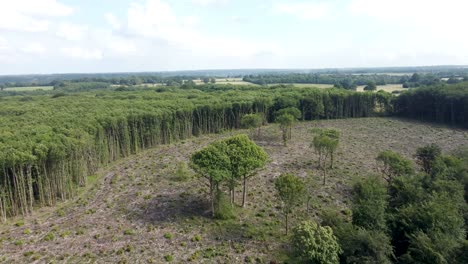 4K-Drohnenvideo-Eines-Beispiels-Für-Entwaldung-In-Großbritannien