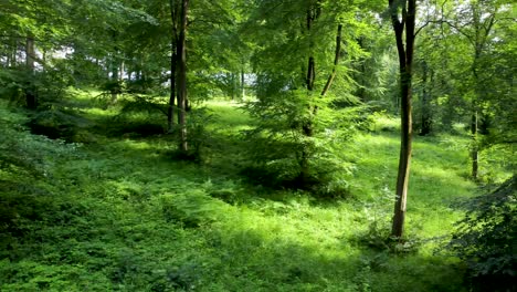 4K-drone-video-in-a-forest-with-very-green-vibrant-trees