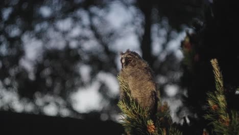 View-Of-Owl-Perched-On-Branch-Looking-Out