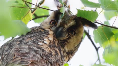 Long-eared-owl-hiding-between-birch-branches-moving-its-head-slowly