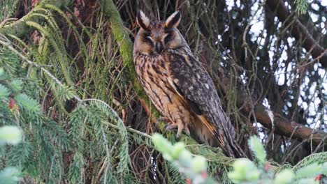 Brown-Long-Eared-Owl-Perched-On-Branch-Turning-Head