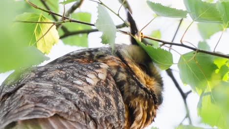 Close-up-Of-Long-eared-Owl-Looking-On-Its-Habitat-From-A-Tree-With-Green-Foliage