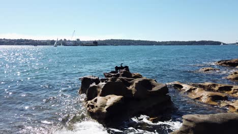 Black-Cormorant-Bird-Sitting-On-The-Rocks-In-Royal-Botanic-Garden-Sydney,-Australia---wide-shot
