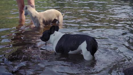 Französische-Bulldogge-Verliert-Stock-Beim-Spielen-Im-Wasser-1080p-4x-Zeitlupe