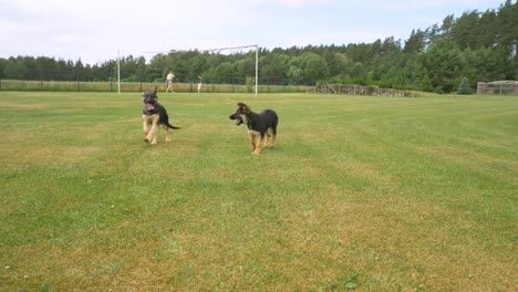 Zwei-Junge-Hunde-Spielen-Freundlich-Beißend-Miteinander,-Während-Mutter-Und-Teigiger-Ihren-Hinterhof-Genießen
