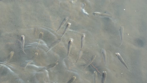 A-school-of-little-fish-spotted-in-a-puddle-of-water-in-sandy-tidal-flat-at-Gaomei-wetlands-preservation-area,-Taichung,-Taiwan