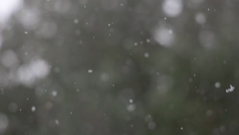 Slow-focus-of-a-Winter-Snow-Storm,-with-Large-flakes-in-an-Evergreen-Forest