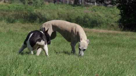 French-bulldog-and-whippet-playing-with-a-stick-on-a-field-1080-4x-slowmotion