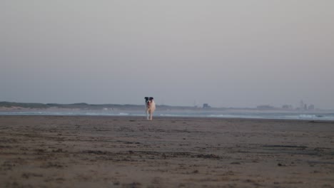 Glücklicher-Border-Collie-Hund,-Der-Am-Strand-Läuft