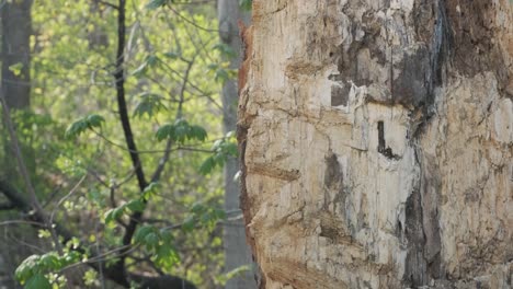 Stunning-closeup-of-an-axe-bouncing-off-a-tree-trunk