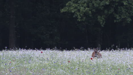 Roe-deer-buck-foraging-in-a-flowerfield-near-forest-edge-at-sunset