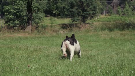 French-bulldog-playing-with-a-stick-on-a-field-1080-4x-slowmotion