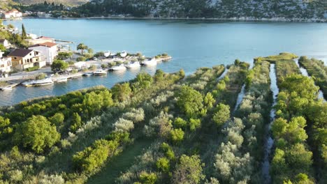 An-aerial-HDR-footage-of-fruit-and-olive-trees-growing-in-rows-in-Neretva-delta,-south-Croatia