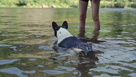 Französische-Bulldogge-Spielt-Im-Wasser---Fluss---See-1080p-4x-Zeitlupe