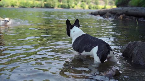 Französische-Bulldogge-Spielt-Im-Wasser-1080p-4x-Zeitlupe