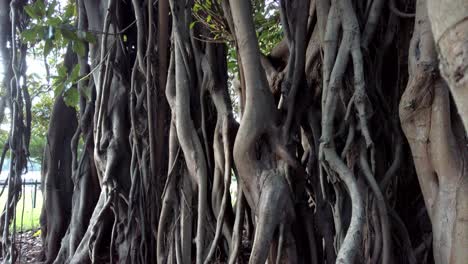 Interesting-Tree-Branches-At-Botanical-Gardens-In-Sydney,-NSW,-Australia---tilt-down-shot