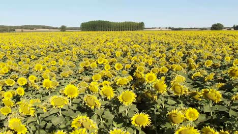 Over-flying-sunflower-field-with-yellow-flowers