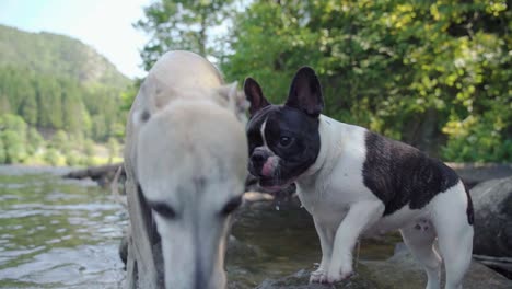French-bulldog-and-Whippet-playing-in-water-short-8sec-1080p-4x-slowmotion