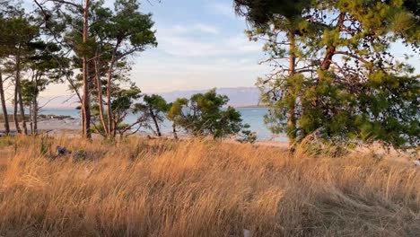 Sunset-grass-waving-on-evening-breeze-with-pine-trees-and-sea-in-the-backdrop