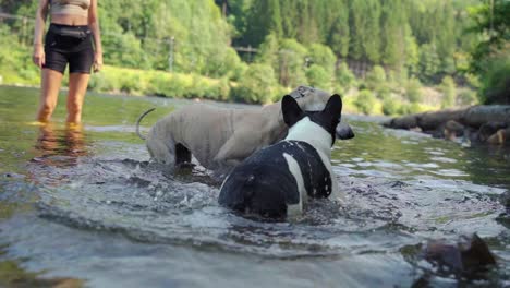 French-bulldog-and-Whippet-playing-in-water-1080p-4x-slowmotion