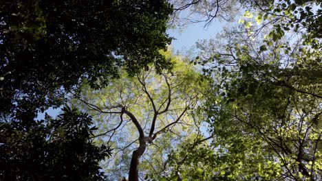 Looking-Up-To-The-Sky-Through-Trees-In-Summer---low-angle-shot