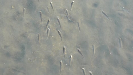 A-school-of-little-fish-swimming-in-the-same-direction-in-a-puddle-of-sandy-water-tidal-flat-at-Gaomei-wetlands-preservation-area,-Taichung,-Taiwan