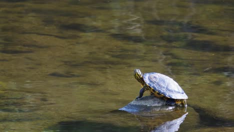 Male-Yellow-bellied-Slider-turtle-standing-on-a-stone-in-shallow-stream-water,-static-South-Korea,-Seoul-Yangjae-stream