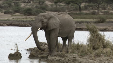 Toros-Elefantes-Africanos-Bebiendo-Del-Lago