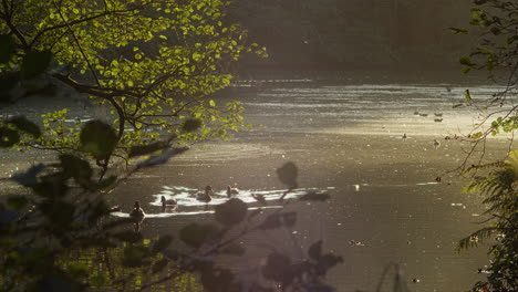 Beautiful-lake-in-golden-hour-light-as-ducks-swim,-Tehidy-Park-in-Cornwall