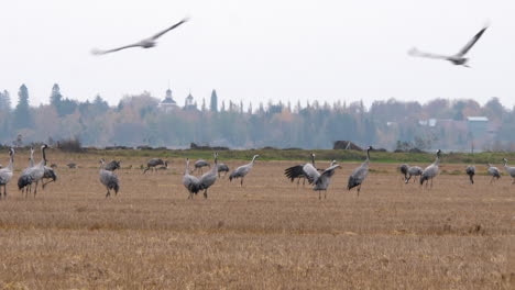 Flock-of-Common-Crane-birds-on-open-field,-eye-level-shot