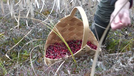 Male-hand-picking-cranberries-in-wooden-basket
