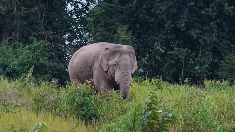 An-individual-with-a-broken-left-tusk-seen-in-the-middle-of-the-grassland-outside-of-the-forest,-Indian-Elephant,-Elephas-maximus-indicus,-Thailand