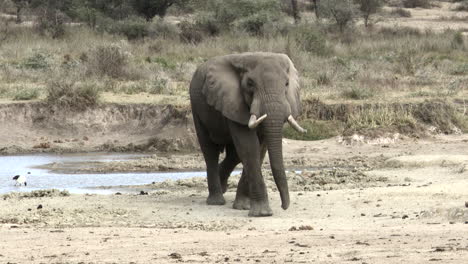 Afrikanischer-Elefantenbulle,-Der-Auf-Die-Kamera-Zugeht