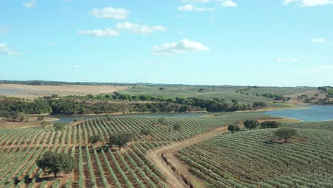 Olive-tree-plantation-at-the-side-of-a-Lake-in-Portugal,-Europe