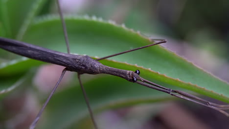 Pan-across-length-of-Water-Stick-Insect-