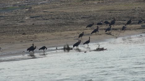 Am-Flussufer-Versammelten-Sich-Viele-Rotnacken-Ibis
