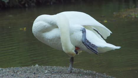 A-Close-Up-of-a-Swan-Standing-on-one-Foot-Cleaning-with-a-Lake-in-the-Background