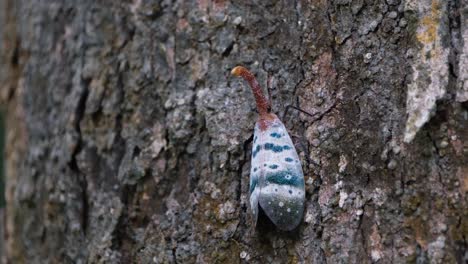 Seen-on-the-bark-of-the-tree-slowly-swinging-its-body-sideways,-such-a-lovely-insect,-Lanternfly,-Pyrops-ducalis-Sundayrain,-Khao-Yai-National-Park,-Thailand