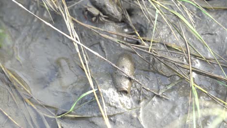 Slug-crawling-on-wetlands-muddy-tidal-flat,-tentacle-of-shell-less-terrestrial-gastropod-mollusc-slug-and-mud-crab-spotted-at-Gaomei-wetlands-preservation-area-at-Taichung-city,-Taiwan