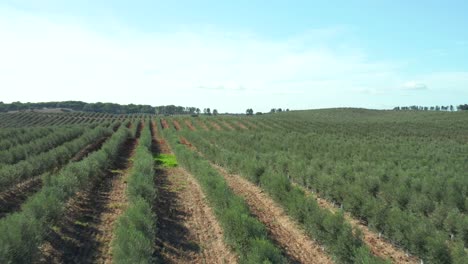Fliegen-über-Eine-Große-Olivenbaumplantage-Mit-Temporärer-Und-Technisierter-Bewässerung