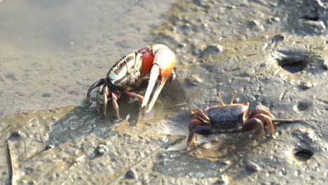 Close-up-wild-crustaceans-found-in-its-natural-habitat,-fiddler-crabs-foraging-and-sipping-minerals-in-a-puddle-of-water-in-the-muddy-tidal-flat-at-Gaomei-wetlands-preservation-area,-Taichung,-Taiwan