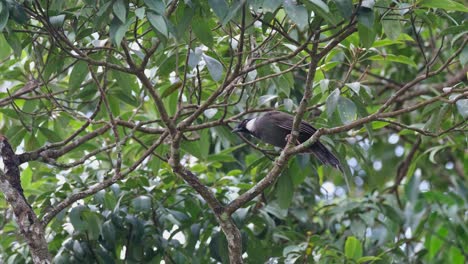 Gesehen-Auf-Einem-Ast-Unter-Dem-Dach-Von-Bäumen,-Einer-Fliegt-Nach-Unten-Und-Dann-Schließt-Er-Sich-An,-Um-Ebenfalls-Nach-Unten-Zu-Gehen,-Schwarzkehl-lachdrossel,-Pterorhinus-Chinensis,-Khao-Yai-Nationalpark,-Thailand