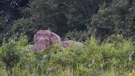 Head-jutting-out-of-the-tall-grass-as-it-flaps-its-ears-to-show-that-its-his-territory,-Indian-Elephant,-Elephas-maximus-indicus,-Thailand