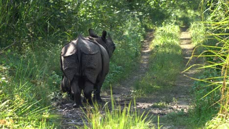 Una-Hembra-De-Rinoceronte-De-Un-Cuerno-Y-Su-Bebé-En-Un-Camino-De-Tierra-En-La-Jungla