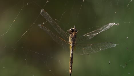 A-dragonfly-is-caught-in-the-deadly-grip-of-a-spiderweb---isolated-close-up