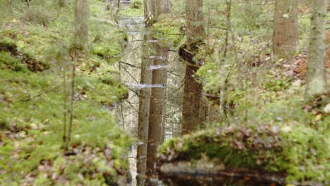 Bach-Mit-Reflexion-Nach-Unten-Grüner-Wald-Mit-Immergrünen-Bäumen---Jyvaskyla-Finnland